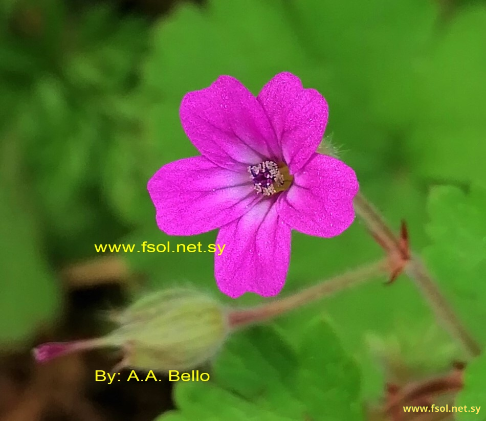 Geranium rotundifolium L.